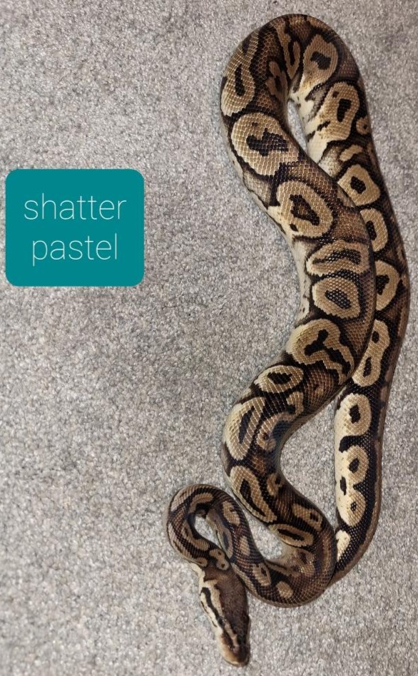 Shatter pastel