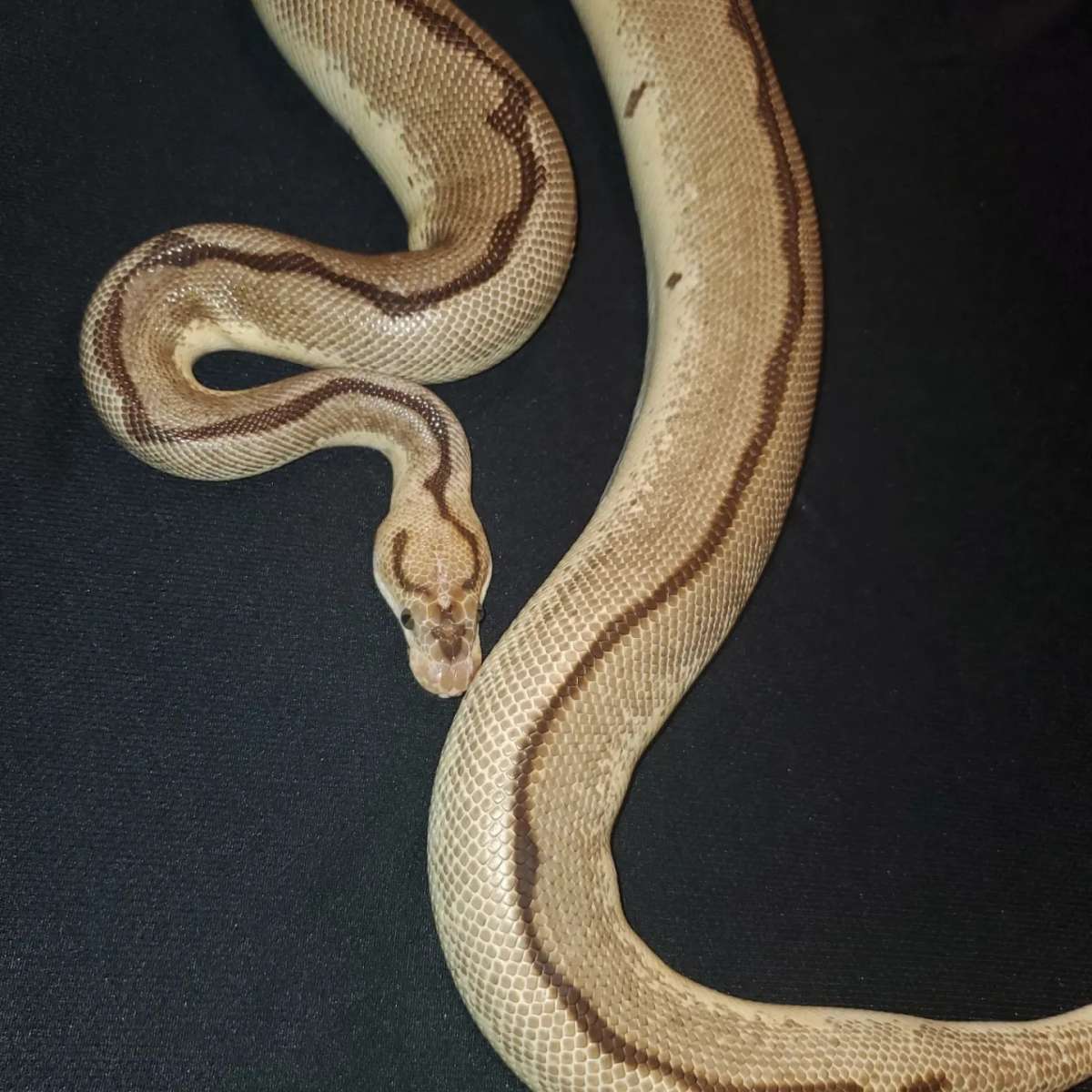 OD Spider Clown