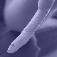 H&W Reptiles 