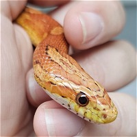 DGB Exotics LLC