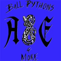 A&E Ball Pythons and More