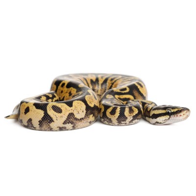 Ball Python