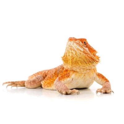 Bearded Dragon