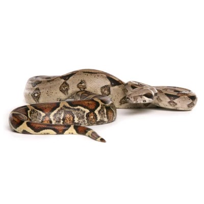 Boa Constrictor