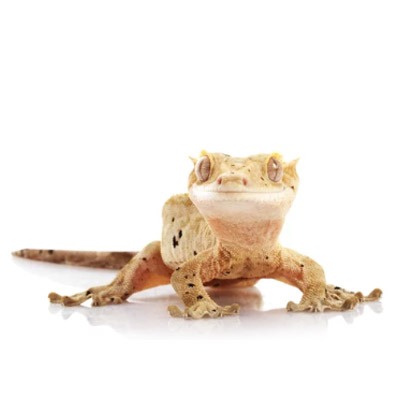 Crested Gecko