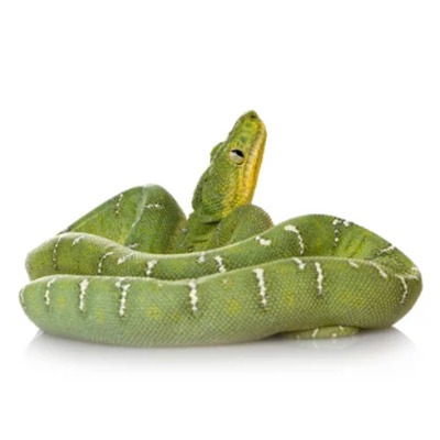 Emerald Tree Boa