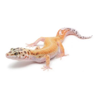 Leopard Gecko