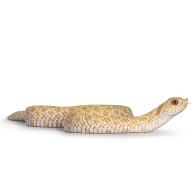 Western Hognose