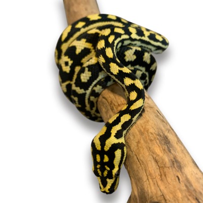 Carpet Python